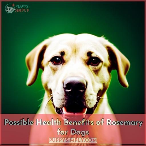 Possible Health Benefits of Rosemary for Dogs
