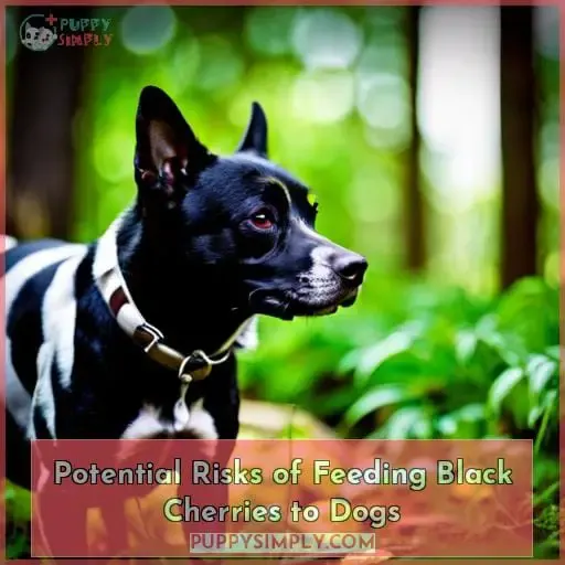 Potential Risks of Feeding Black Cherries to Dogs