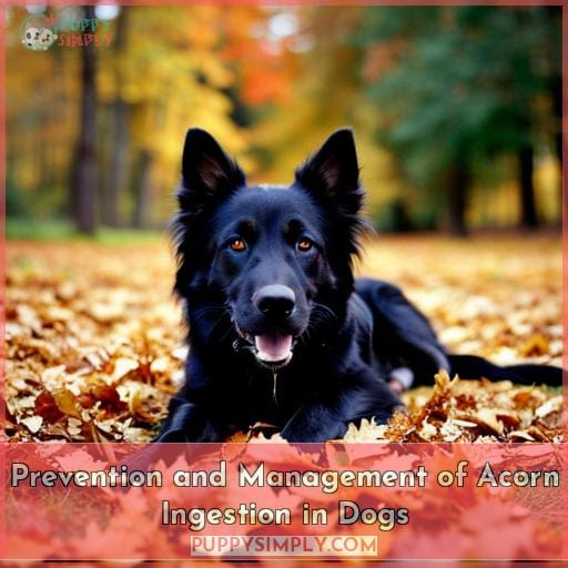 Prevention and Management of Acorn Ingestion in Dogs
