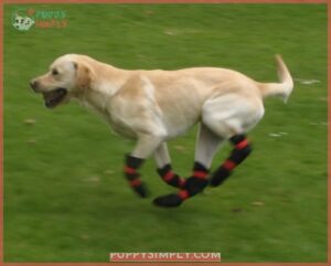 Pro-Active Paws Double-Sided Dog Boots B01922OWXC