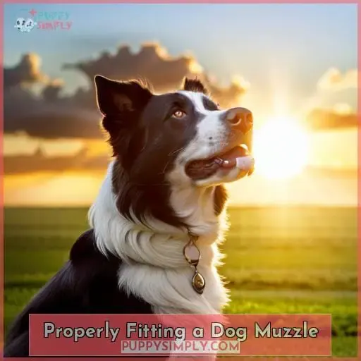 Properly Fitting a Dog Muzzle