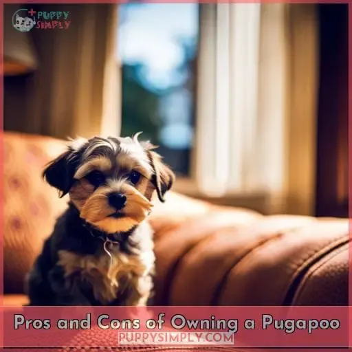 Pros and Cons of Owning a Pugapoo