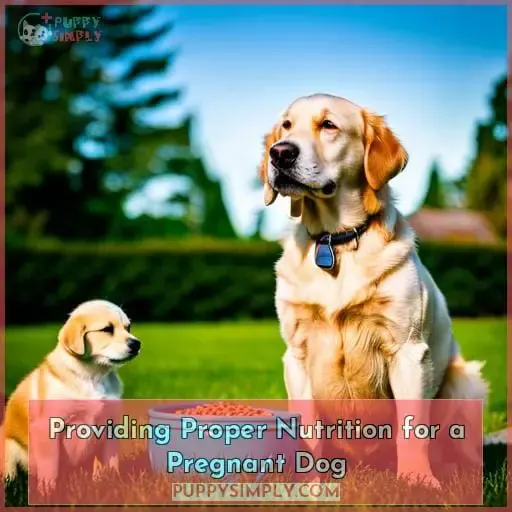 Providing Proper Nutrition for a Pregnant Dog