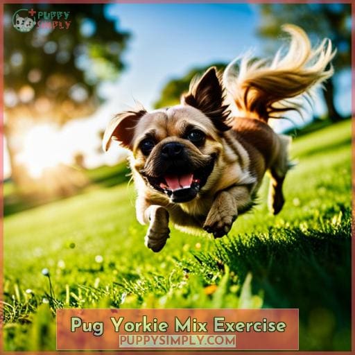 Pug Yorkie Mix Exercise