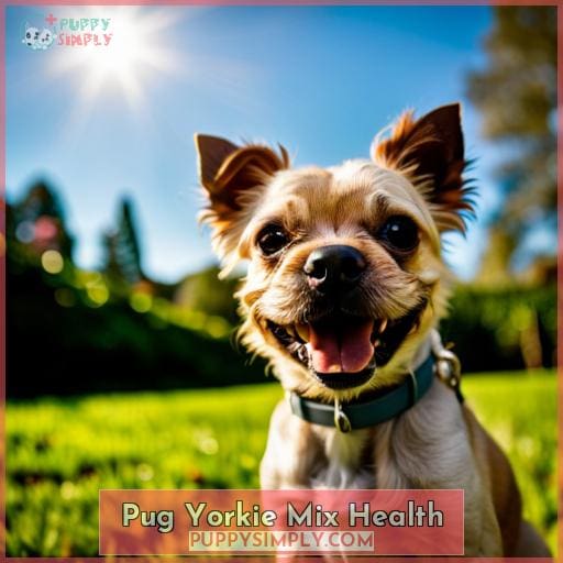 Pug Yorkie Mix Health