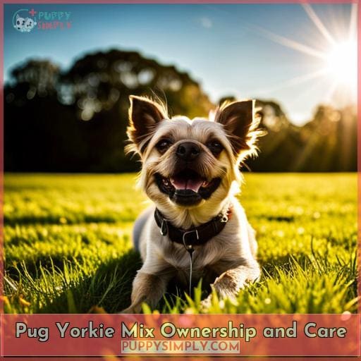 Pug Yorkie Mix Ownership and Care