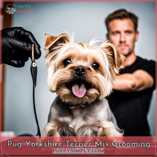 Pug Yorkshire Terrier Mix Grooming