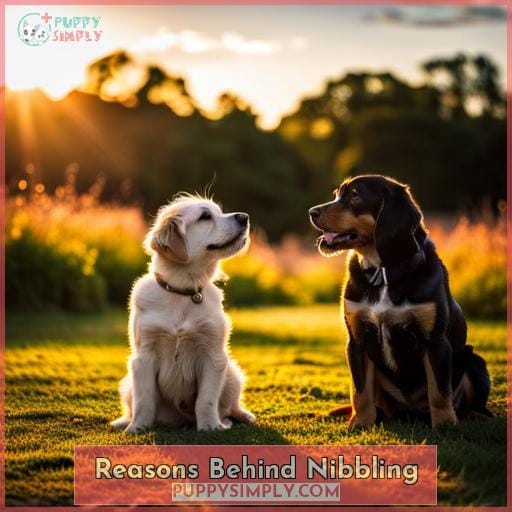 Reasons Behind Nibbling