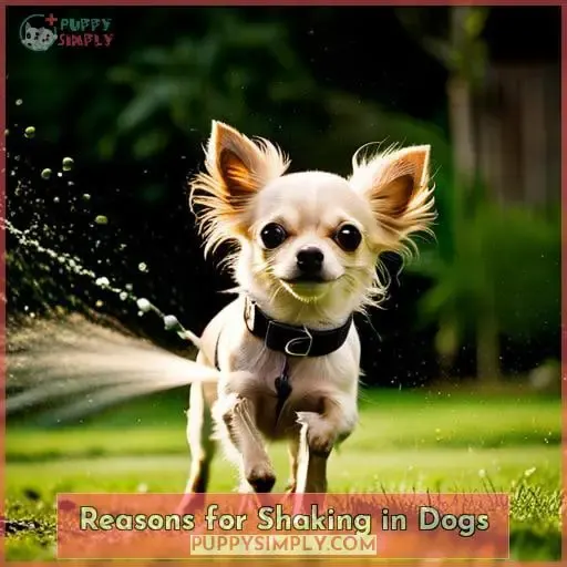 Reasons for Shaking in Dogs