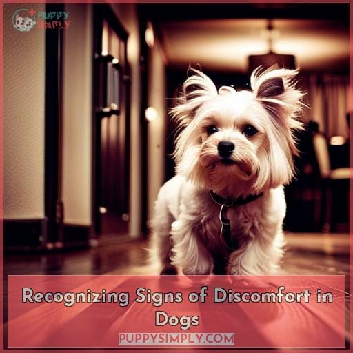 Recognizing Signs of Discomfort in Dogs