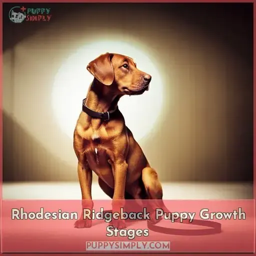 Rhodesian Ridgeback Puppy Growth Stages