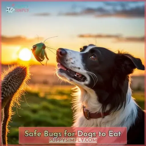 Safe Bugs for Dogs to Eat