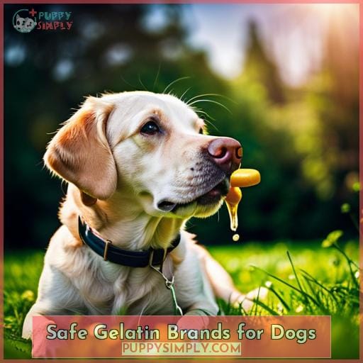 Safe Gelatin Brands for Dogs