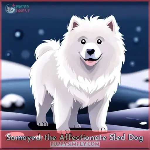 Samoyed: the Affectionate Sled Dog