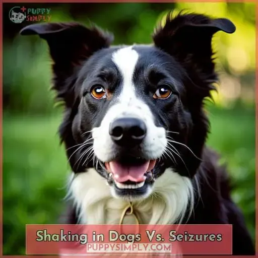 Shaking in Dogs Vs. Seizures