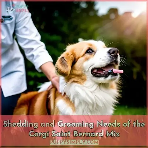 Shedding and Grooming Needs of the Corgi Saint Bernard Mix