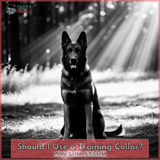 Should I Use a Training Collar