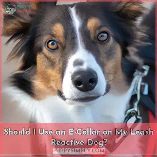 Should I Use an E-Collar on My Leash Reactive Dog