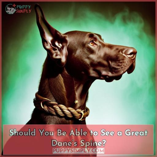 Should You Be Able to See a Great Dane’s Spine