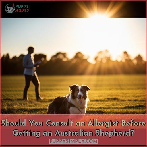 Should You Consult an Allergist Before Getting an Australian Shepherd