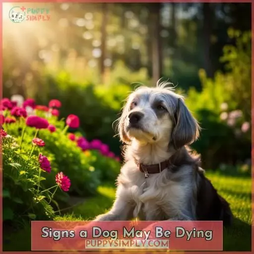 Signs a Dog May Be Dying