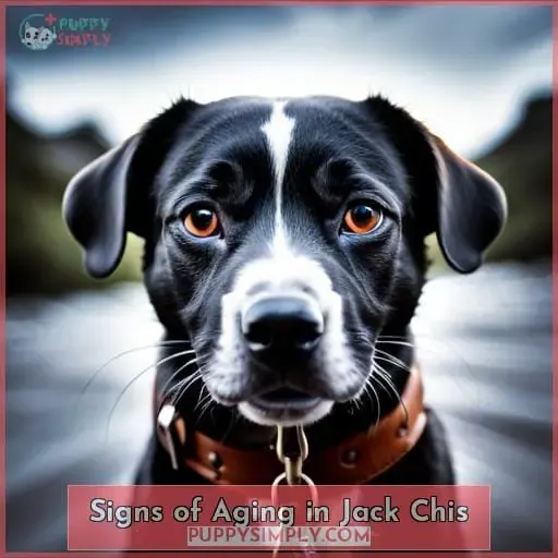 Signs of Aging in Jack Chis