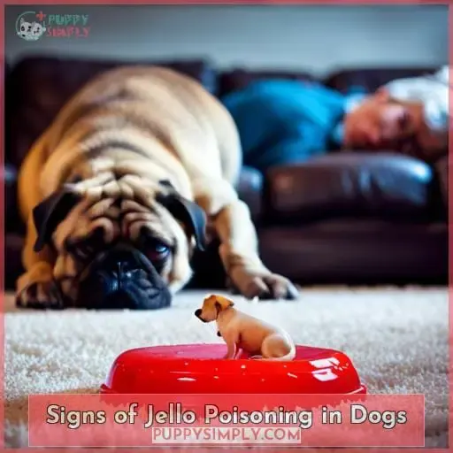 Signs of Jello Poisoning in Dogs