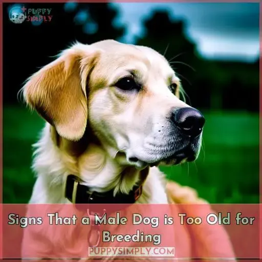 Signs That a Male Dog is Too Old for Breeding