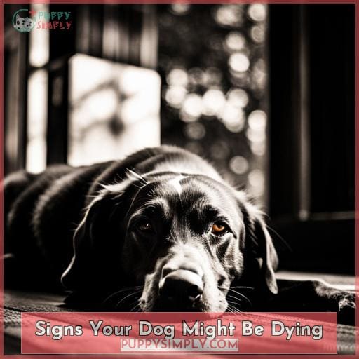 Signs Your Dog Might Be Dying
