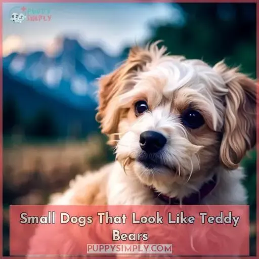 Small Dogs That Look Like Teddy Bears