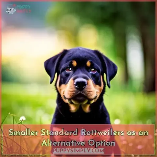 Smaller Standard Rottweilers as an Alternative Option