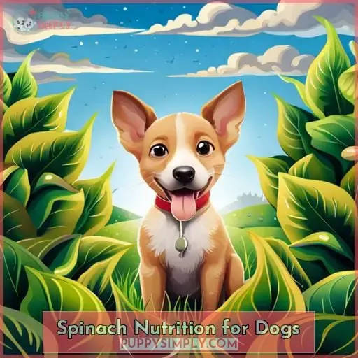 Spinach Nutrition for Dogs