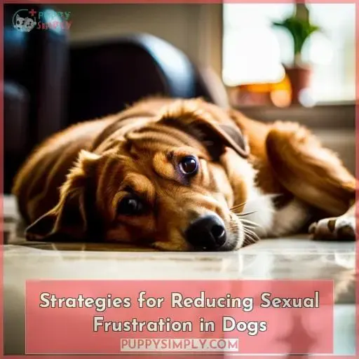 Strategies for Reducing Sexual Frustration in Dogs