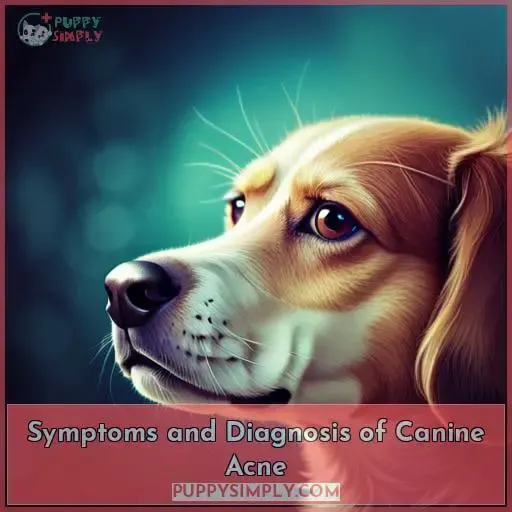 Symptoms and Diagnosis of Canine Acne