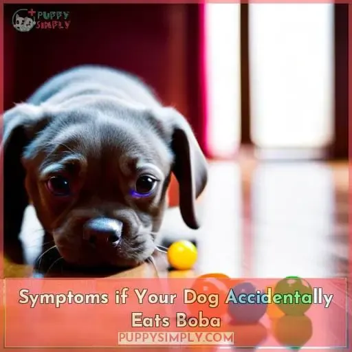 Symptoms if Your Dog Accidentally Eats Boba