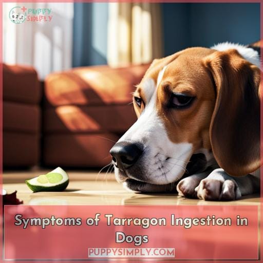 Symptoms of Tarragon Ingestion in Dogs