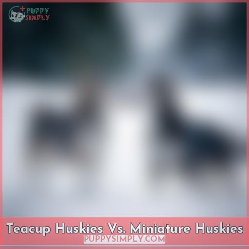 Teacup Huskies Vs. Miniature Huskies Teacup Huskies Vs. Miniature Huskies