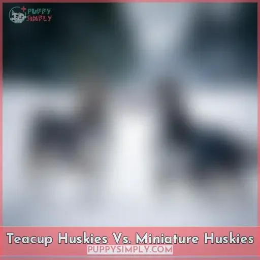 Teacup Huskies Vs. Miniature Huskies