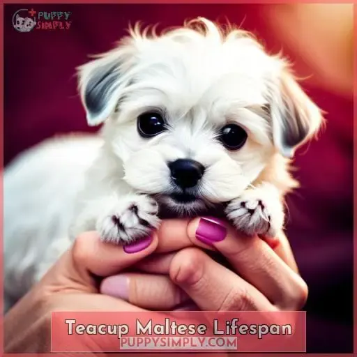 Teacup Maltese Lifespan