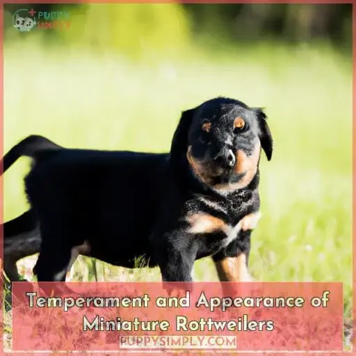 Temperament and Appearance of Miniature Rottweilers