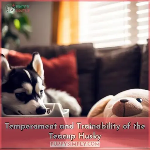 Temperament and Trainability of the Teacup Husky