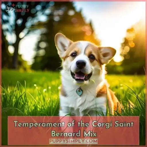 Temperament of the Corgi Saint Bernard Mix