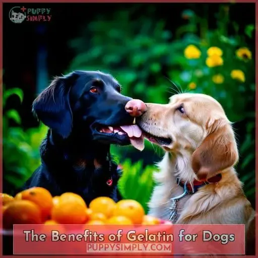 The Benefits of Gelatin for Dogs