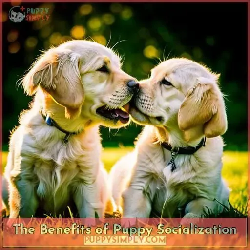 The Benefits of Puppy Socialization
