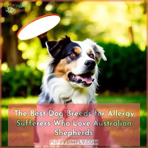 The Best Dog Breeds for Allergy Sufferers Who Love Australian Shepherds