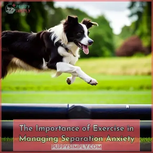 The Importance of Exercise in Managing Separation Anxiety