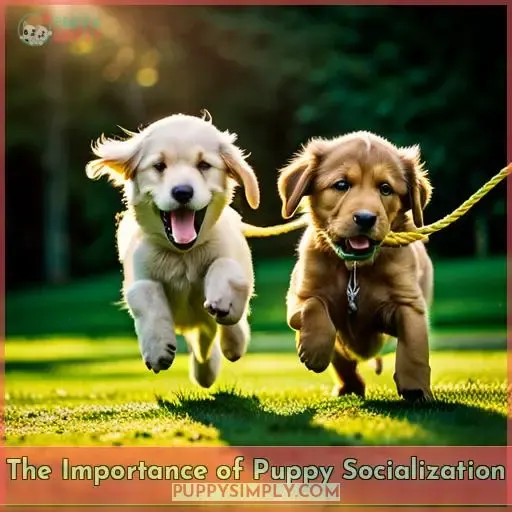 The Importance of Puppy Socialization