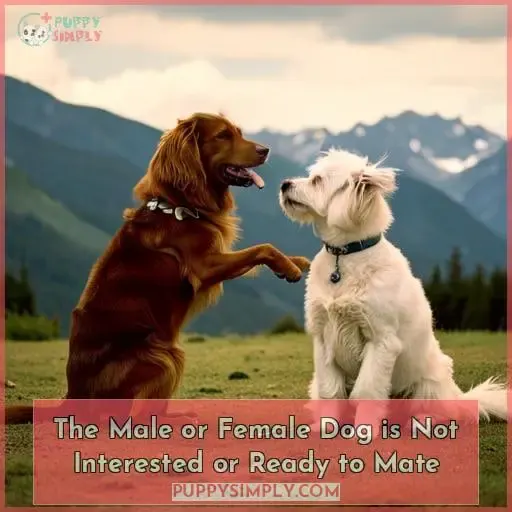 The Male or Female Dog is Not Interested or Ready to Mate