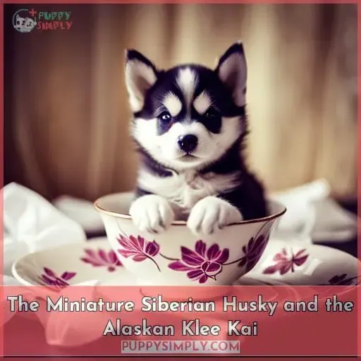 The Miniature Siberian Husky and the Alaskan Klee Kai