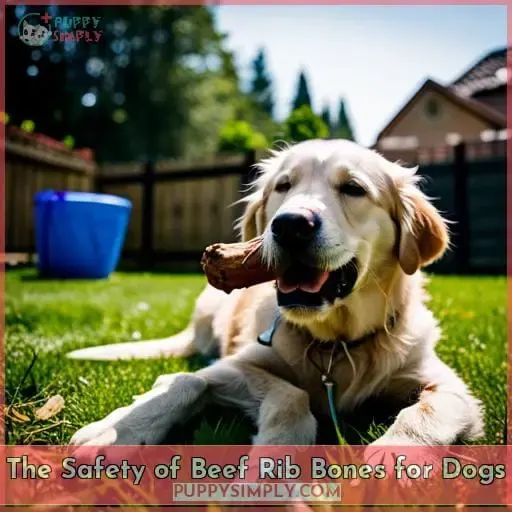 The Safety of Beef Rib Bones for Dogs